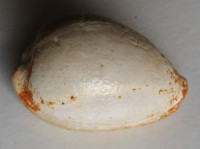 Cypraea rumballi , Fehse, 2003